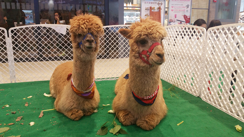 新宝GG—创立事业平台